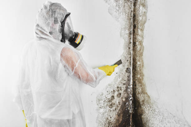 Best Office Mold Removal Services  in Larkfield Wikiup, CA