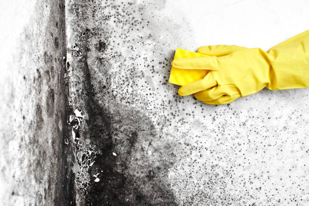 Best Black Mold Removal  in Larkfield Wikiup, CA
