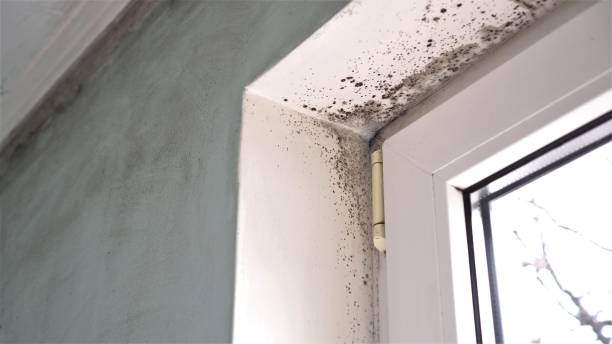 Best Attic Mold Removal  in Larkfield Wikiup, CA