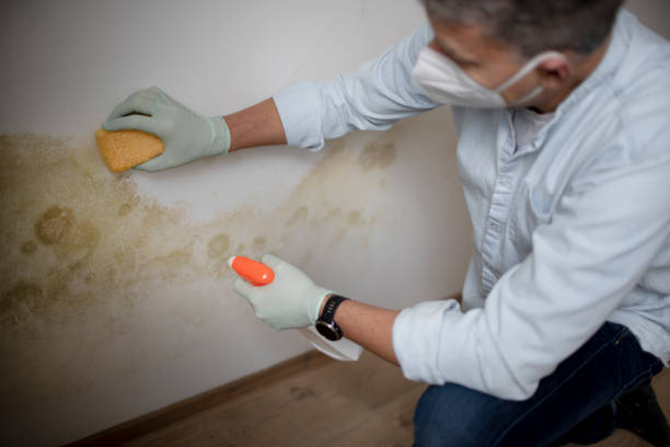 Best Same-Day Mold Removal  in Larkfield Wikiup, CA