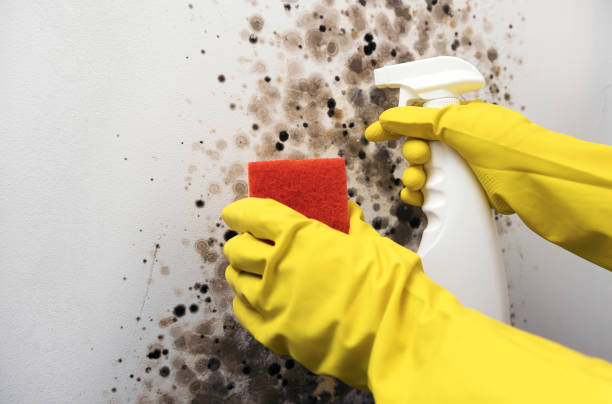 Best Crawl Space Mold Removal  in Larkfield Wikiup, CA