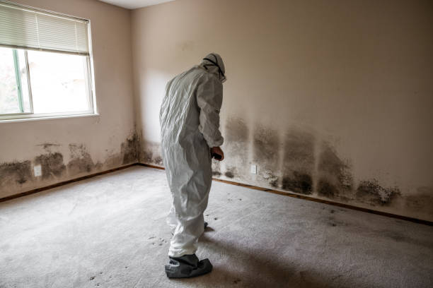 Best Toxic Mold Removal  in Larkfield Wikiup, CA