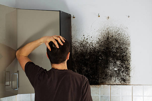 Best Home Mold Removal  in Larkfield Wikiup, CA