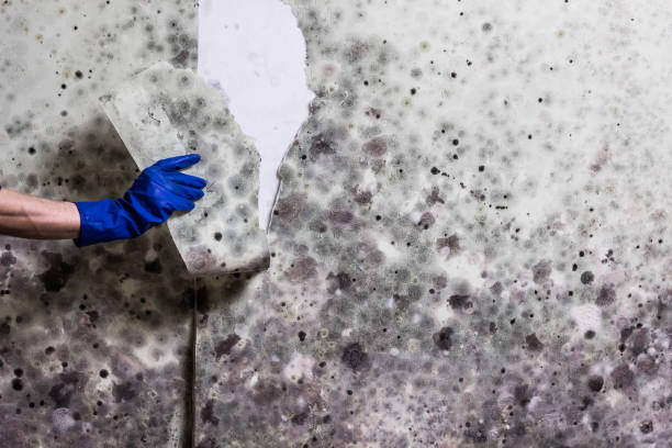 Best Mold Removal Process  in Larkfield Wikiup, CA