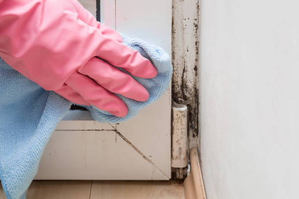 Best Emergency Mold Removal  in Larkfield Wikiup, CA