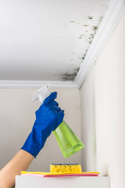 Best Mold Remediation  in Larkfield Wikiup, CA