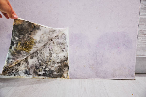 Home Mold Removal in Larkfield Wikiup, CA